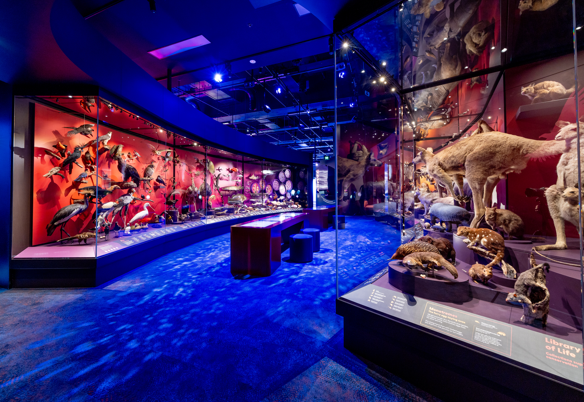 PROLIGHTS lights up Melbourne Museum's ‘Our Wondrous Planet' multisensory journey