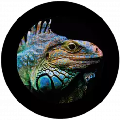 Iguana